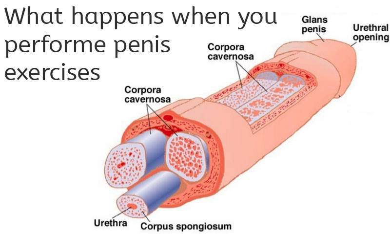 how does penis exercises work